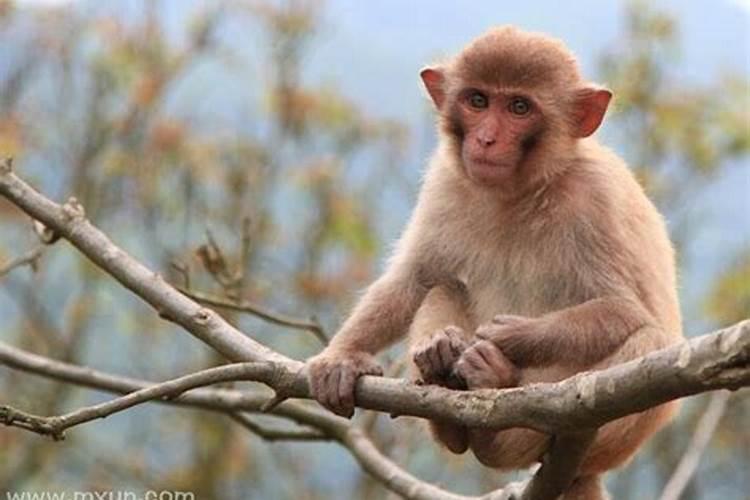 怀孕梦见猴子是什么预兆女性怀男孩