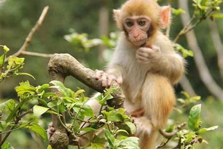 怀孕期间梦见猴子是什么预兆呢解梦女