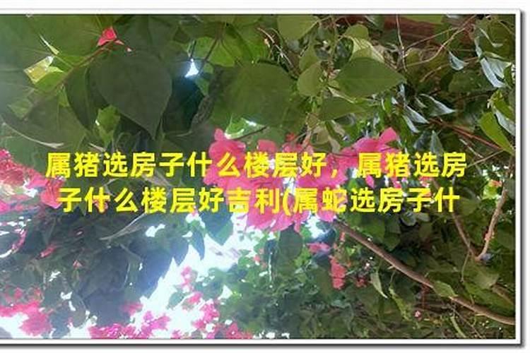 属猪的买房什么楼层好