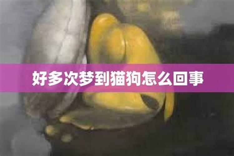 女士梦到狗怎么回事