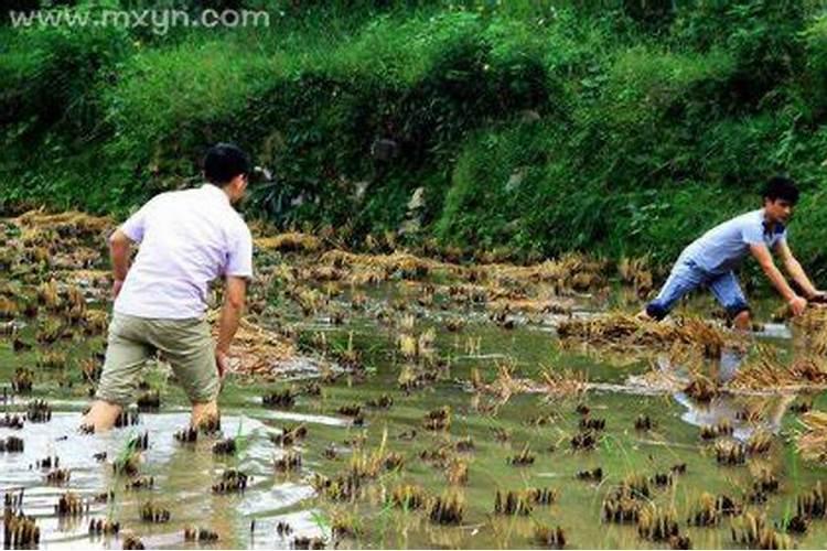 梦见在泥里抓鱼是什么征兆