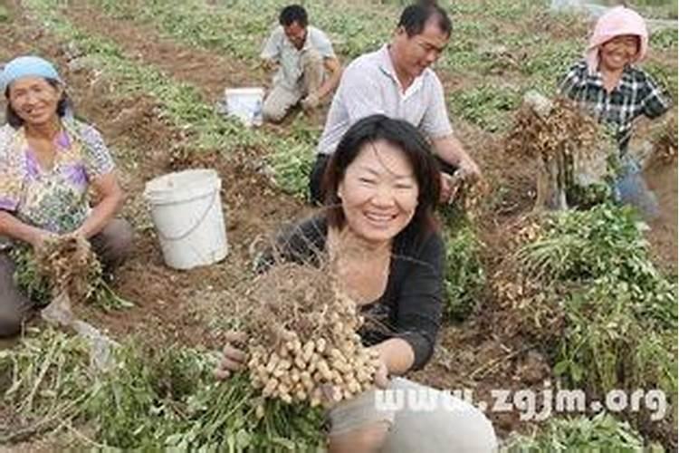 孕晚期梦到采花