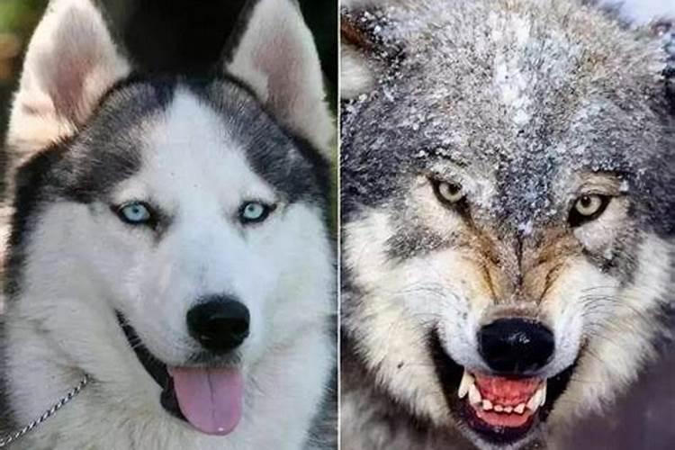 梦到狼和狼狗