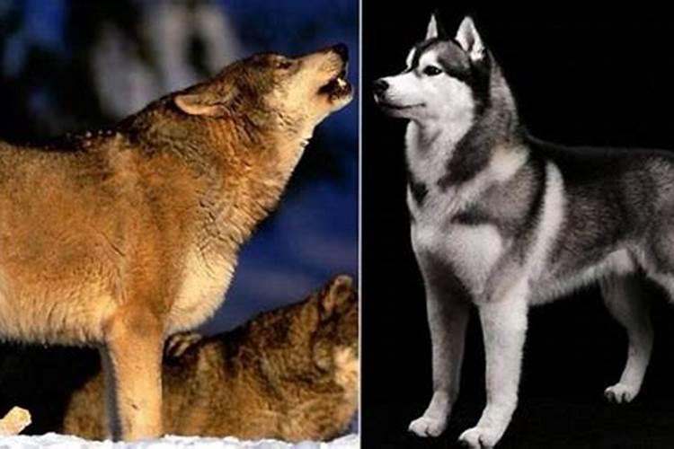 梦见一只狼和狗
