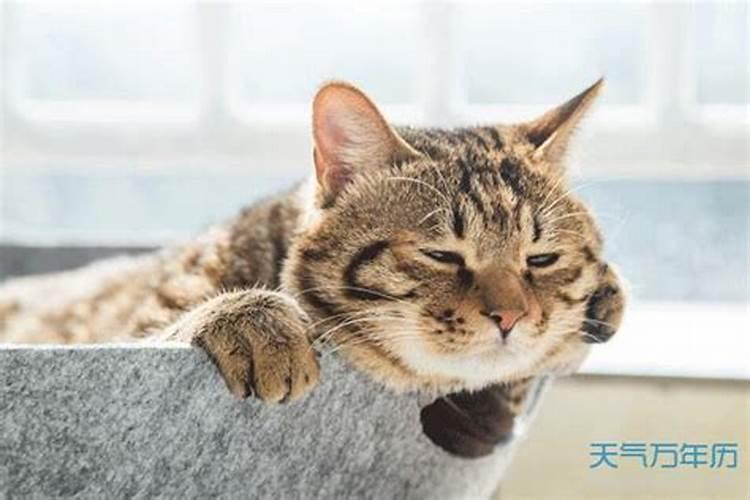 梦见猫崽子死了