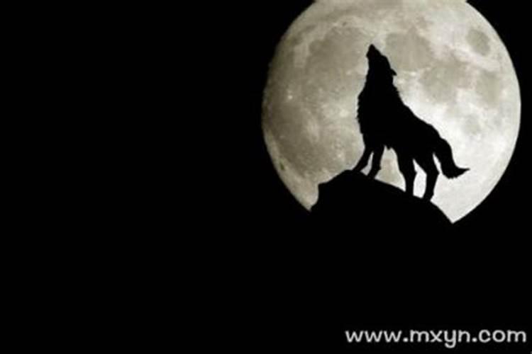 梦见狼或狗暗示什么意思