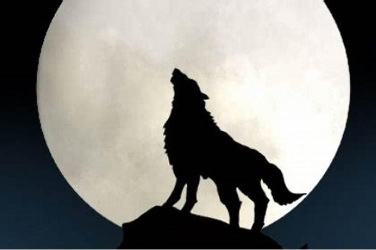 梦见狼或狗暗示什么预兆