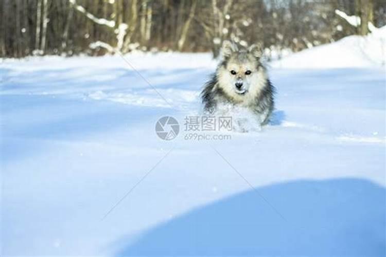 梦到雨雪交加还有狗