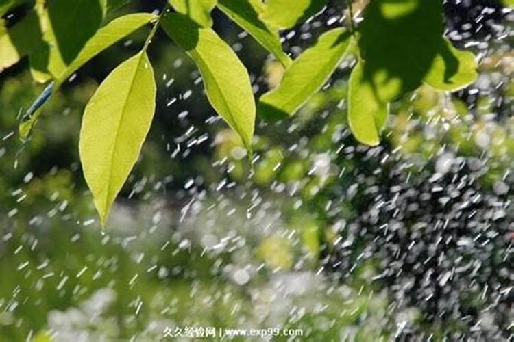 梦见下雨风大水大