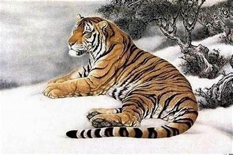 属虎的今年多大了62年出生了