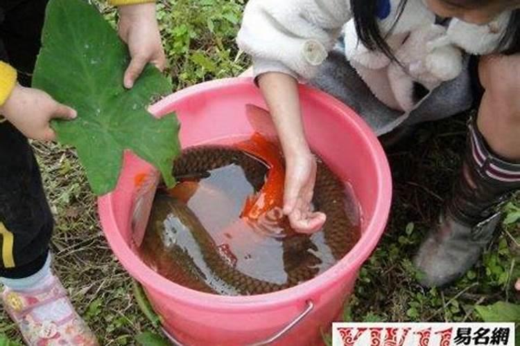 梦到黄泥水里捞鱼