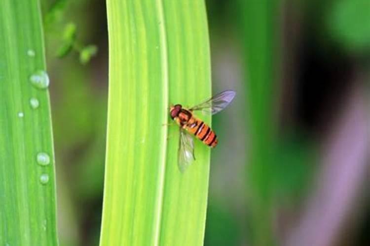 做梦梦见黄蜂蛹代表什么生肖