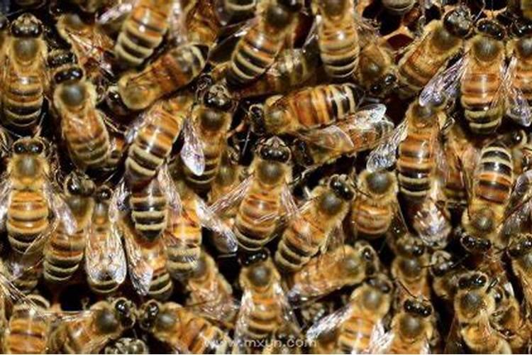 梦到很多蜜蜂是什么意思