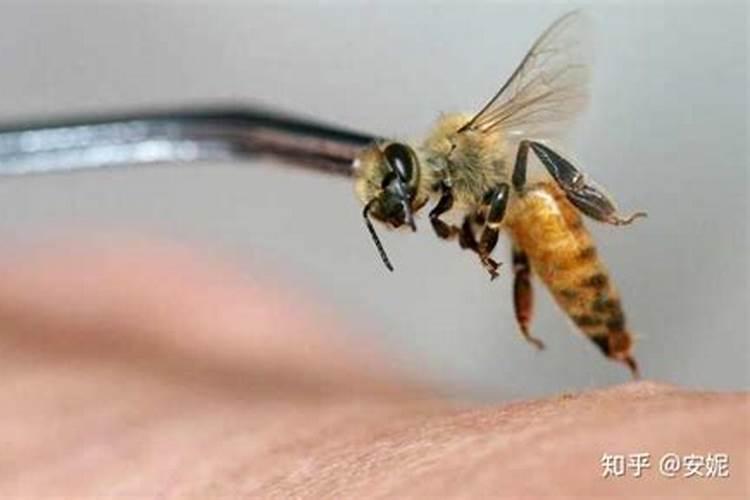梦见黄蜂蛰自己手指头了怎么回事