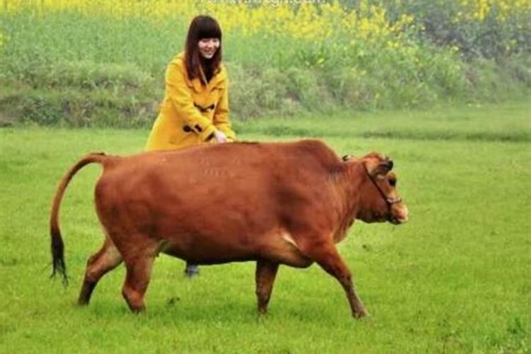 女人梦见牛什么意思