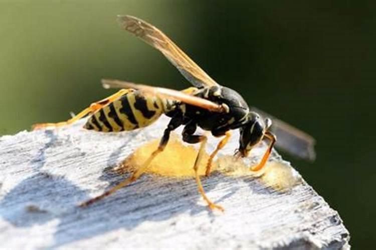 梦见黄蜂蛰自己的脖子出血怎么回事