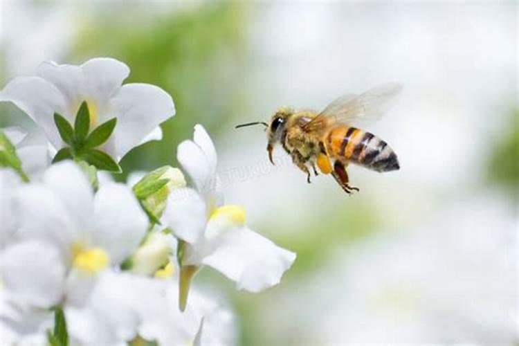 梦见一只黄蜂围着自己飞来飞去