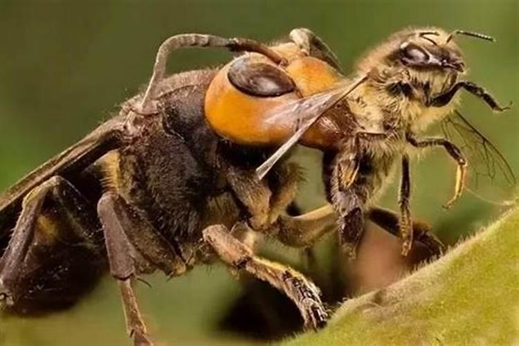 梦见一群大黄蜂蛰自己是什么预兆呢