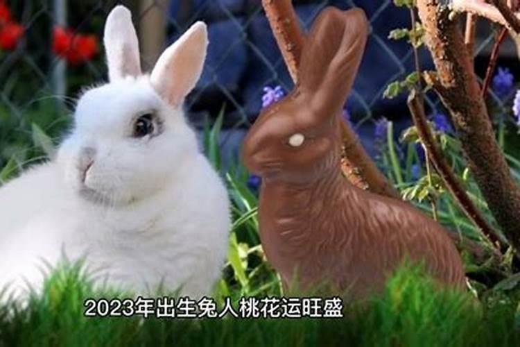 2023属兔人全年12个月运势