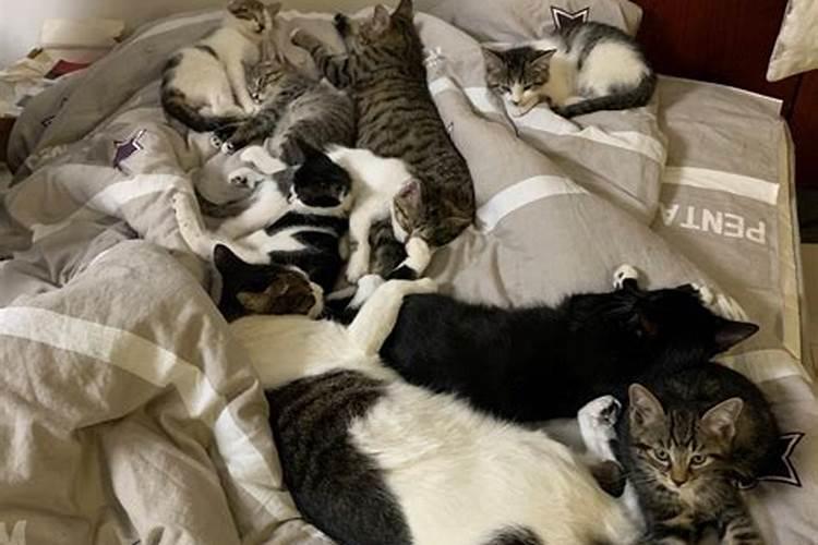 梦见一堆猫一堆狗