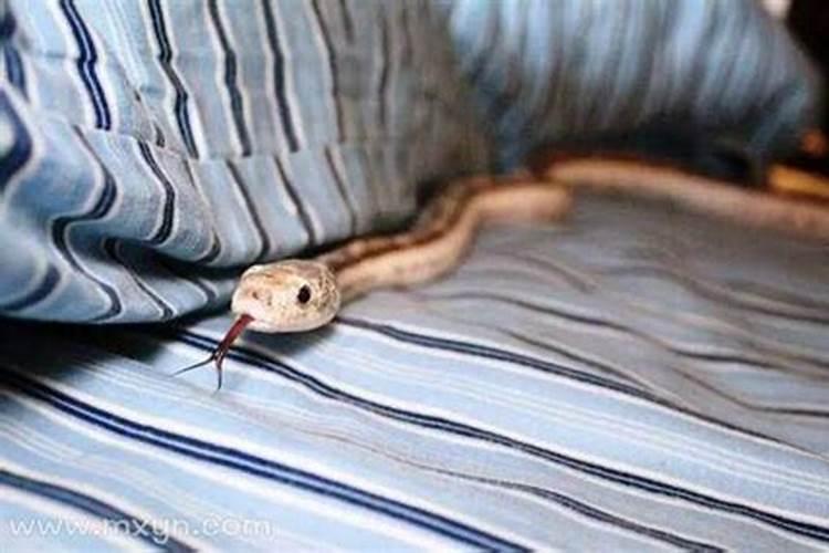 梦见在家中抓蛇