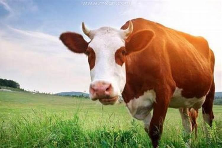 梦见自己家买牛是什么意思啊