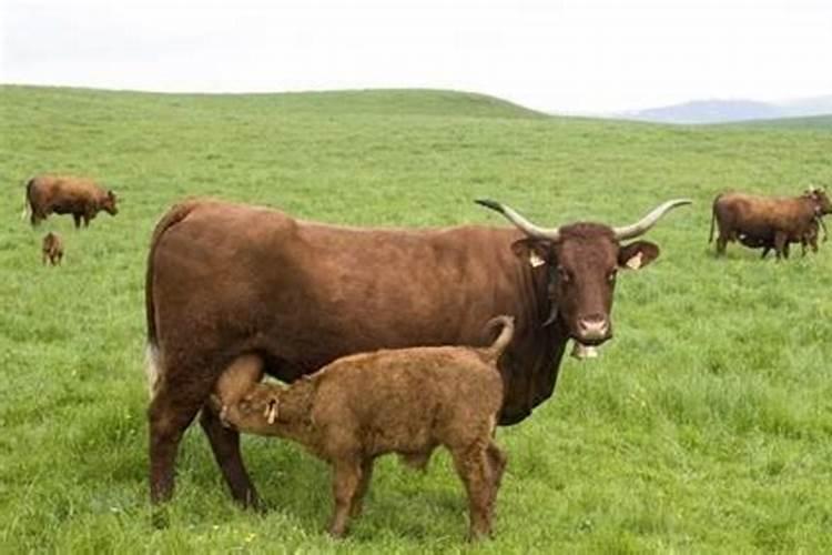 梦见家里买一头牛回家养
