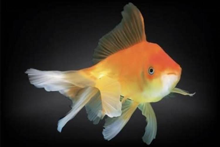 梦见黄色的鱼是什么意思