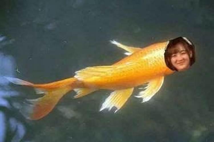 梦见黄色的鱼在水里