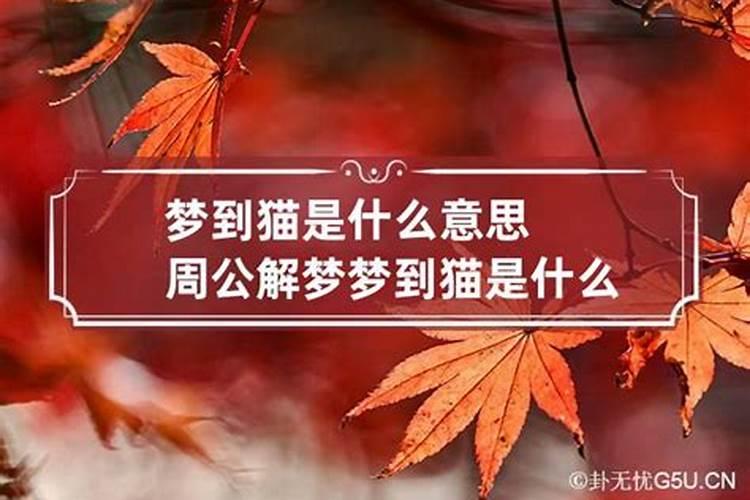 梦见一堆猫仔是什么意思周公解梦