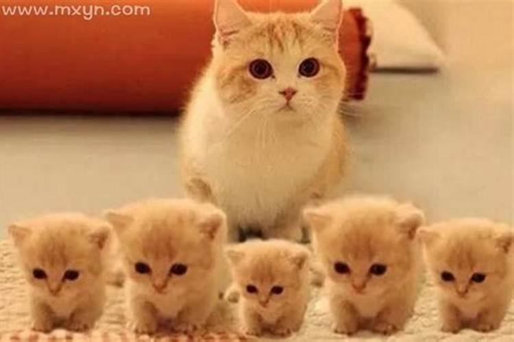 梦见一堆小猫是什么意思