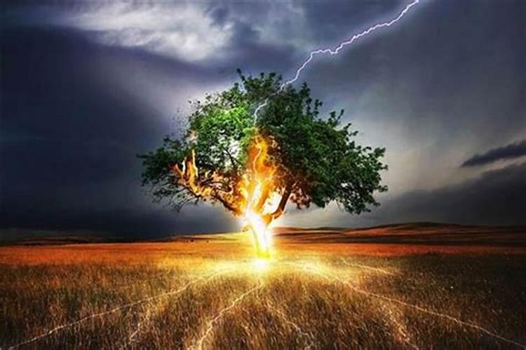 梦见闪电打雷把树劈倒了