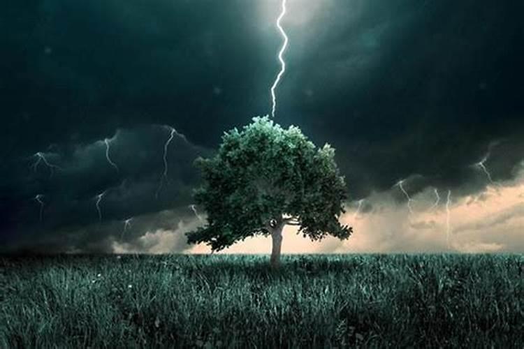 梦到下雨打雷把树劈断