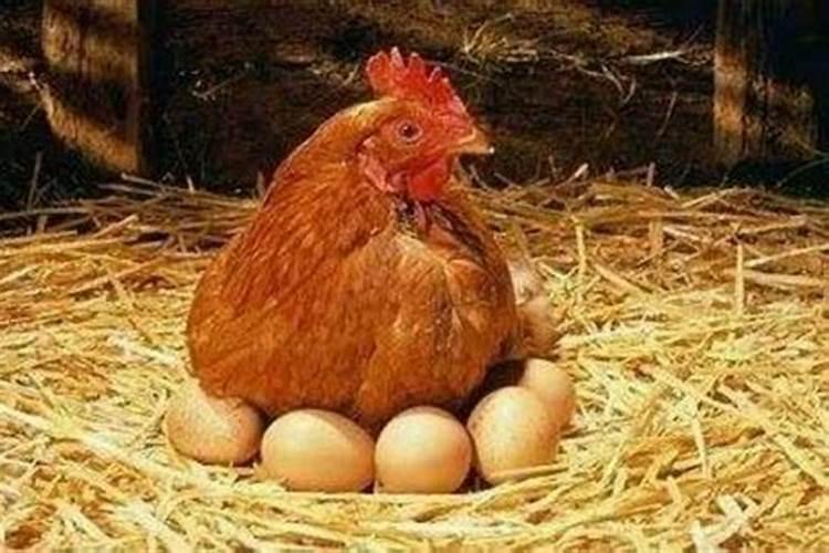 梦见鸡下蛋什么意思