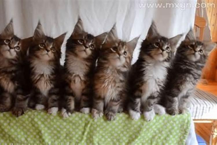 梦见一堆的猫咪
