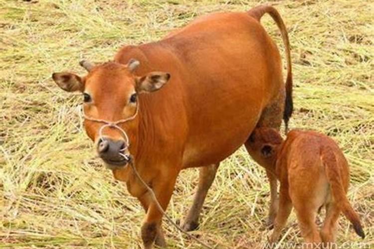 怀孕梦见牛是什么意思