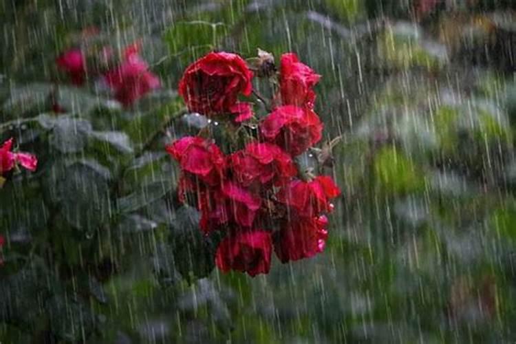 梦到雷风暴雨什么预兆周公解梦