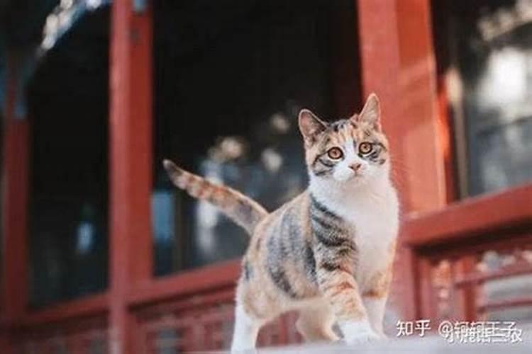 女人梦见猫是什么预兆