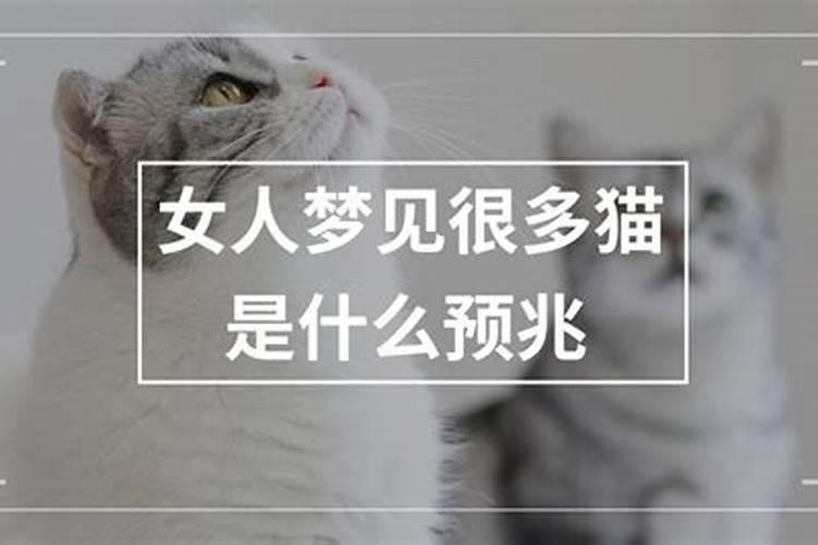 女人梦见猫是什么预兆