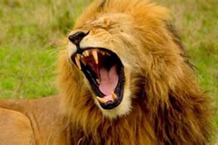 狮子怕什么动物
