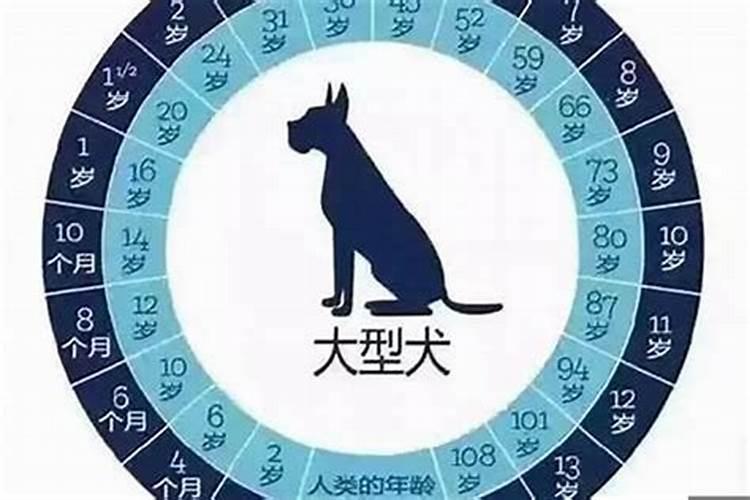 狗的生肖号码是多少