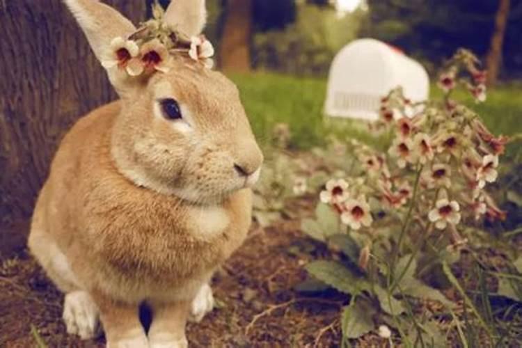 农历二月属兔的婚姻状况