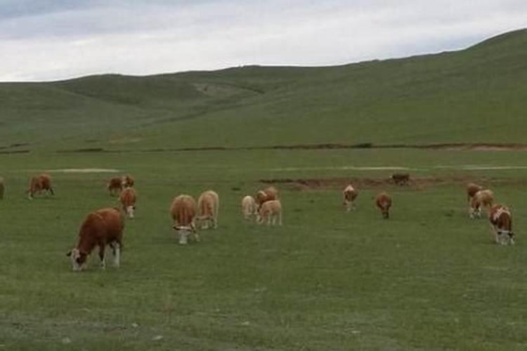牛羊成群是什么生肖