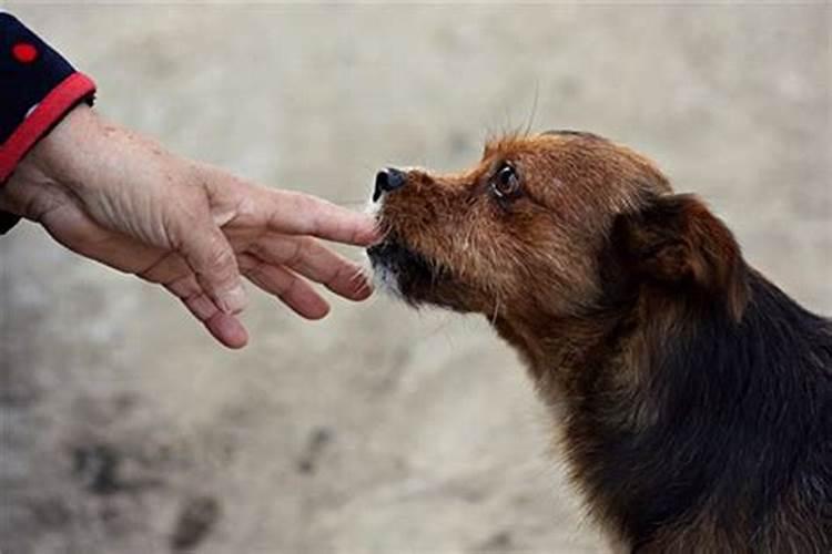 梦到小黑狗要咬我一口