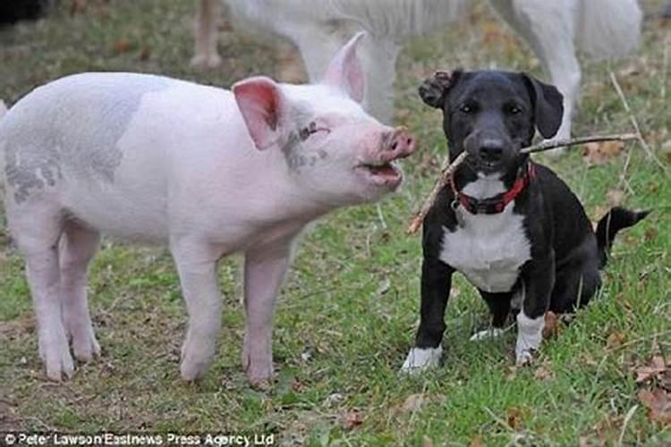 猪和狗婚配合适吗