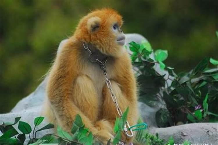 属猴三合生肖是什么