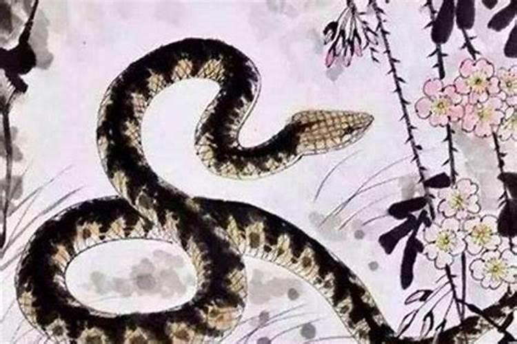 蛇的三合生肖是什么