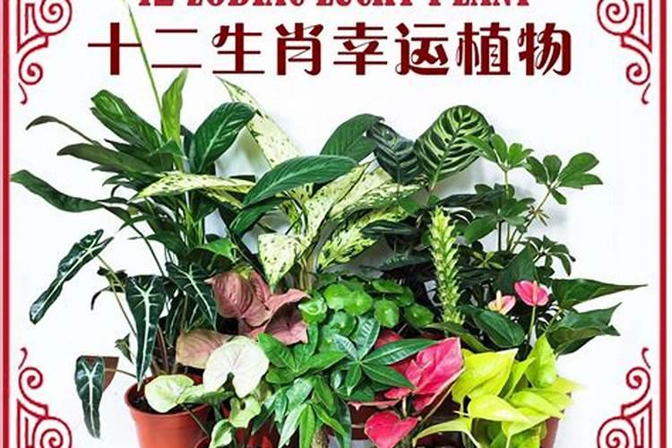 12生肖幸运植物是什么