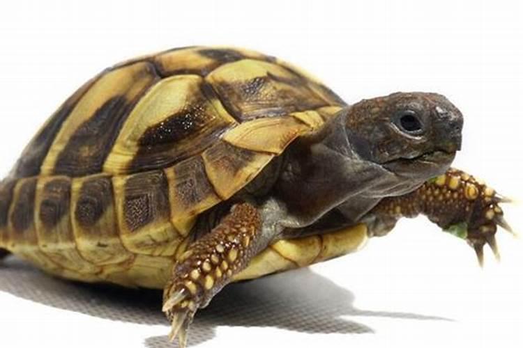 梦见乌龟是什么预兆吗