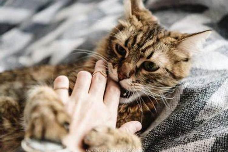 梦见猫咬手是什么意思